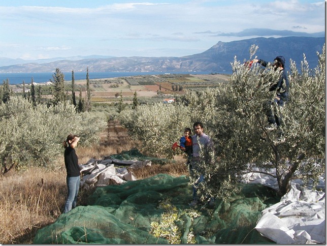 Olive Harvest 014