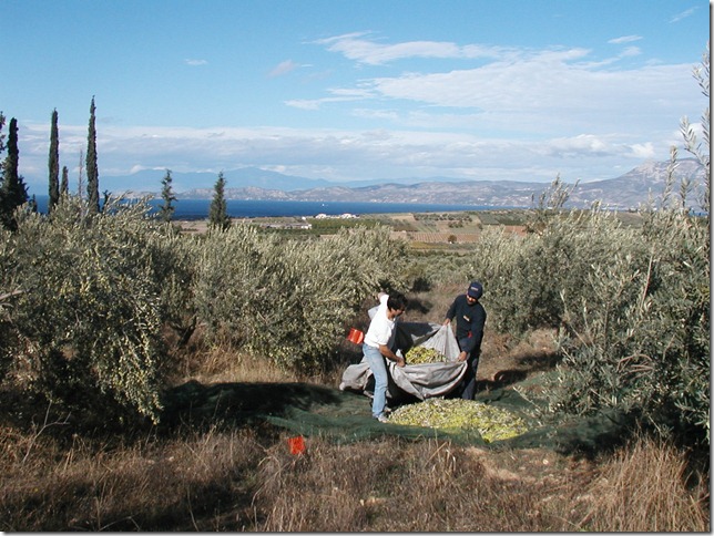 Olive Harvest 026 (CM)