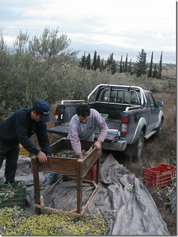 Olive Harvest 042 (CM)