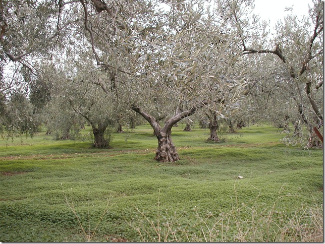 Olive Grove_11-28-04