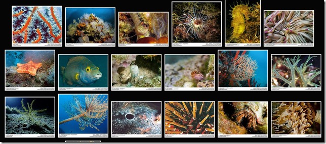 Corinthian Gulf_Marine Life